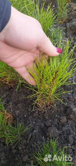 Сосна горная Мугус