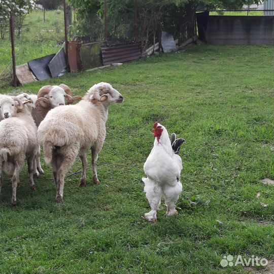 Домашняя птица