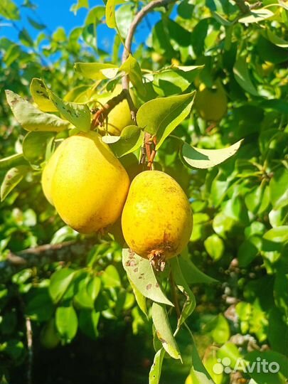 Груша садовая