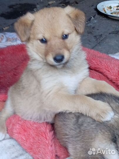 Щенки девочки ищут дом