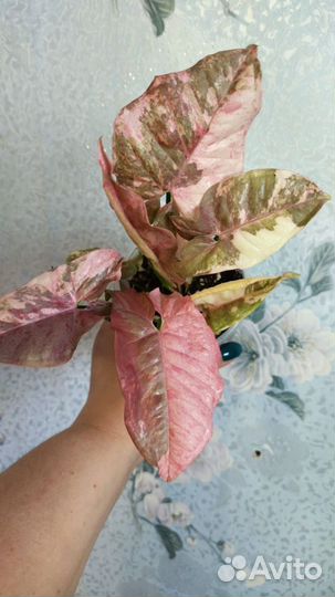 Сингониум marble double variegated