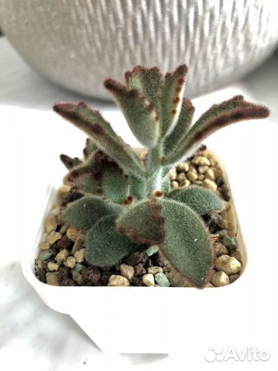 Каланхоэ войлочное (шоколадный солдат) суккулент