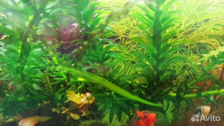 Аквариумные растения