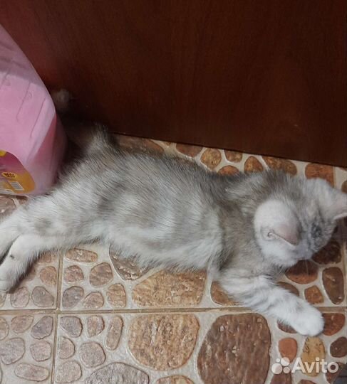 Котятки шотландцы красотулечки