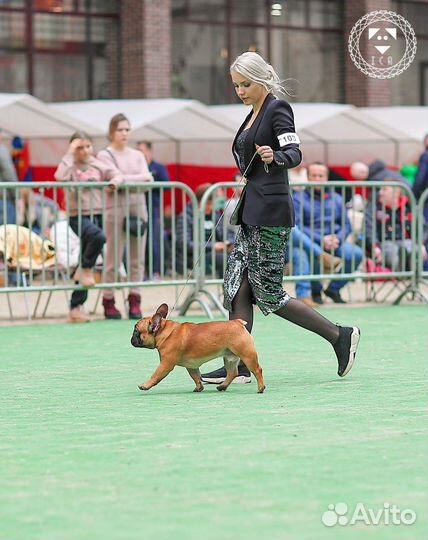 Французский бульдог вязка