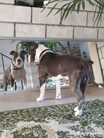 Кобель. Амстаф. Вязка