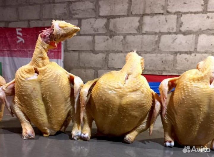Куры домашние
