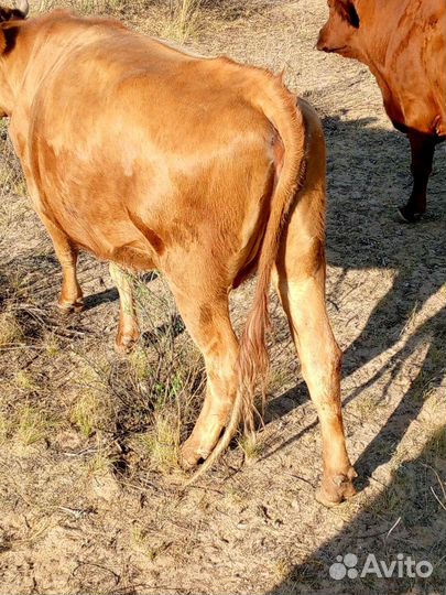 Продаётся корова