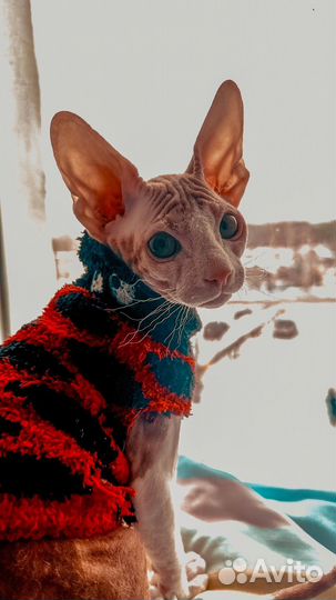 Донской сфинкс