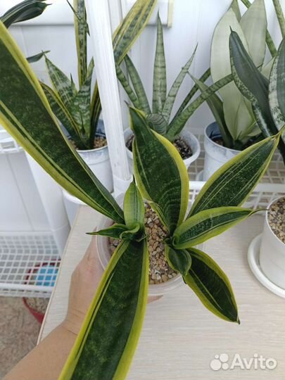 Сансевиерия Канарская