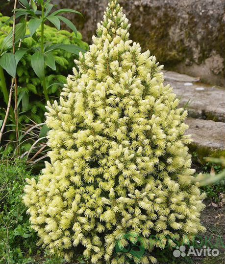 Ель канадская Дейзи Уайт и Рейнбоуз Энд