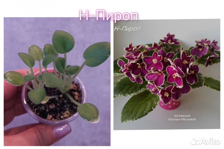 Детки мини фиалочек