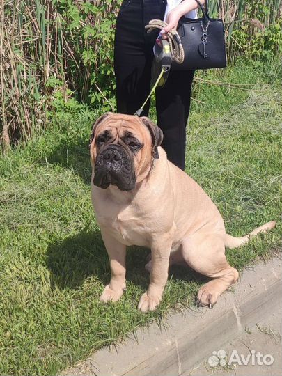 Бульмастиф Вязка