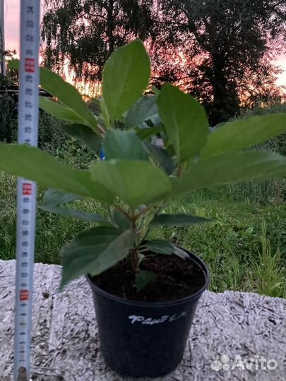 Гортензия Метельчатая - Бонфайер - 2023