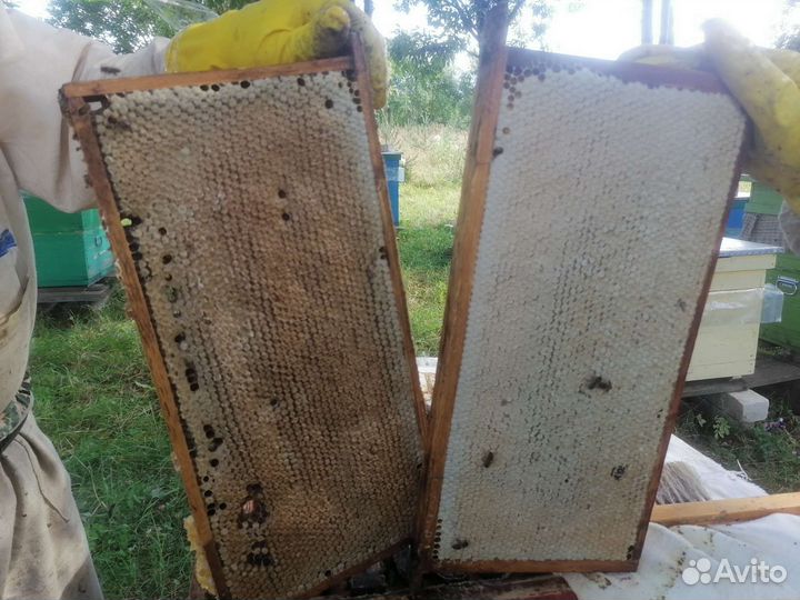 Пчелопакеты