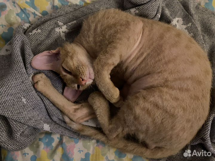 Донской сфинкс браш