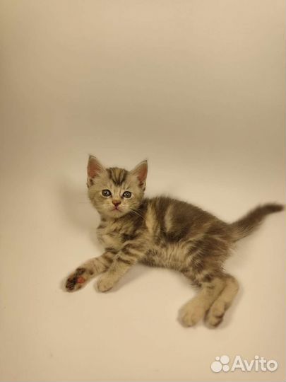 Котята Мейн-кун