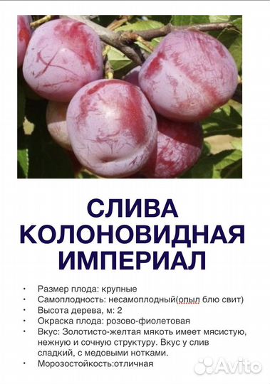 Саженцы сливы колоновидной