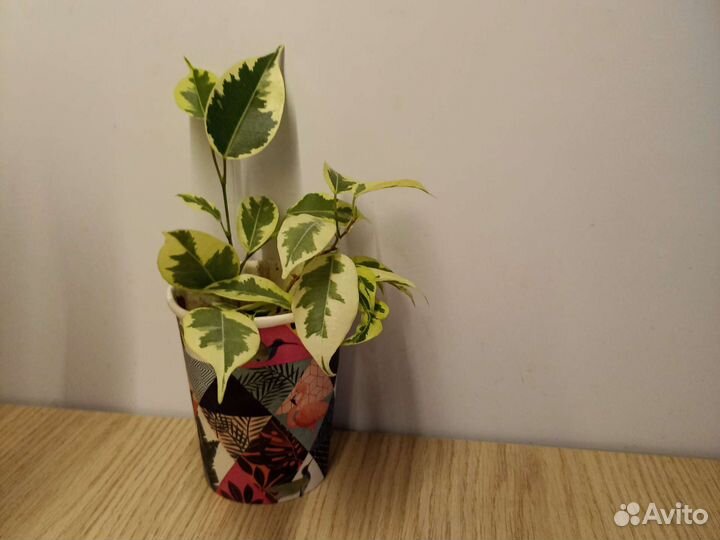 Бенджамина фикус