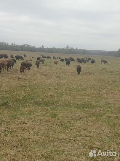 Овцы бараны