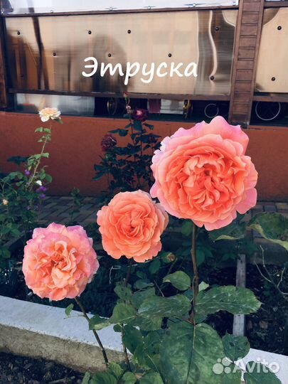 Корнесобственные розы. Чайно-гибридные