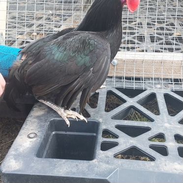 Петушки декоративные «Голландская белохохлая»