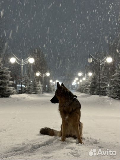 Немецкая овчарка вязка