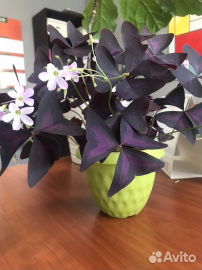 Кислица оксалис