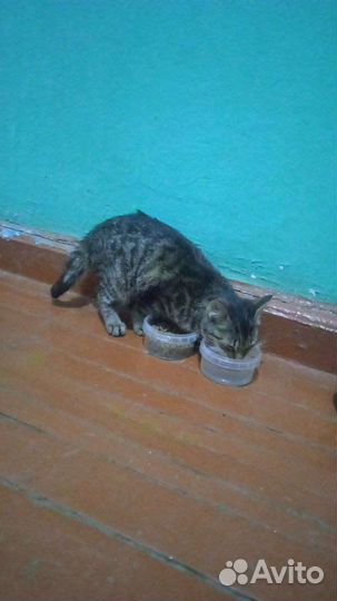 Кошка в дар