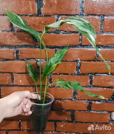 Комнатные сортовые цветы