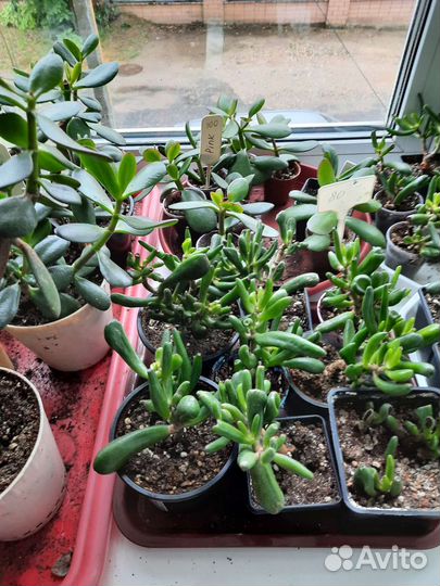 Крассула толстянка денежное