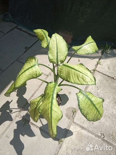 Диффенбахия