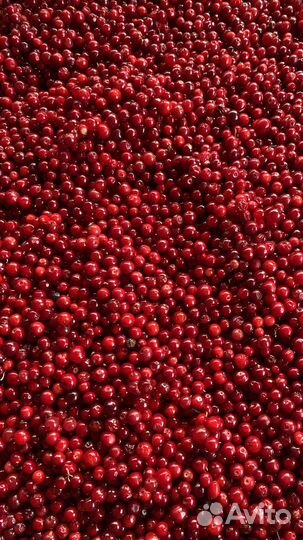 Брусника свежая ягода