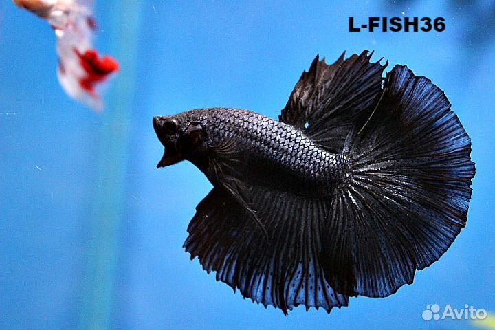 Петушки супер дельта (самцы и самочки) и не только