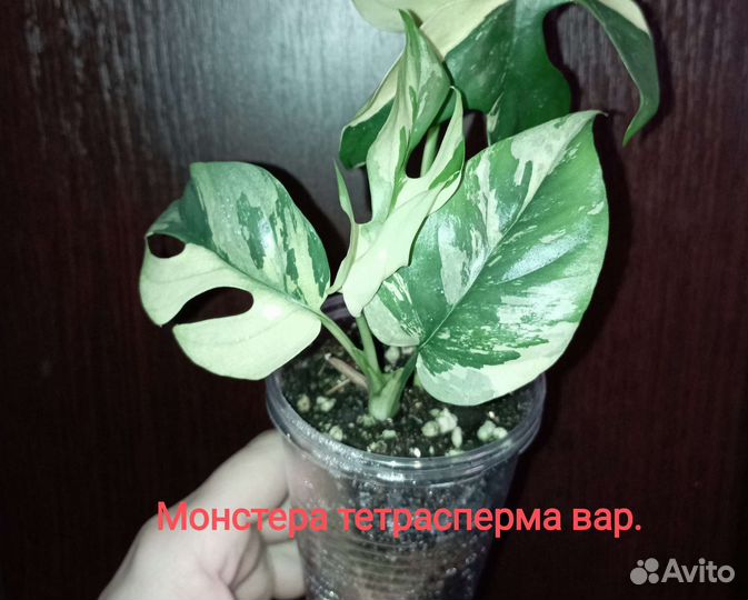 Монстера