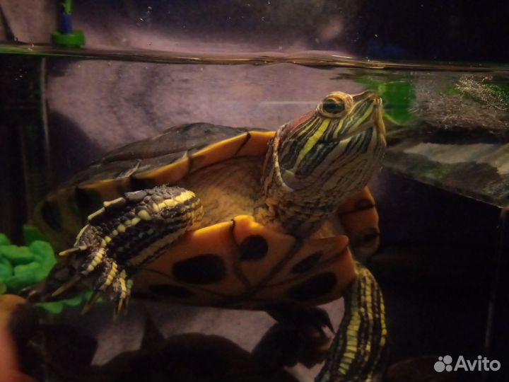 Красноухая черепаха