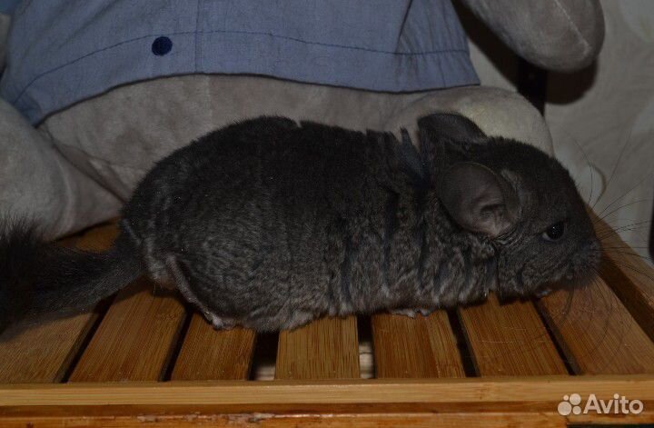 Щенок Шиншиллы