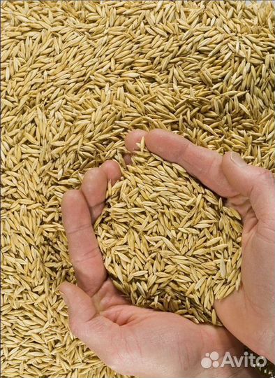 Кормовая пшеница, Семечко на корм