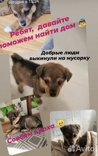 Собака бесплатно