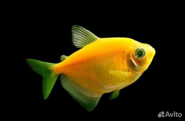 Тернеция оранжевая Аквариумные рыбки в магазине