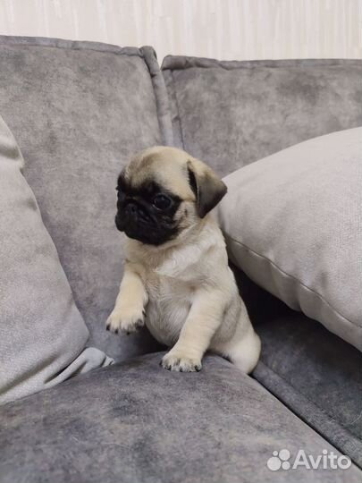 Щенки мопса