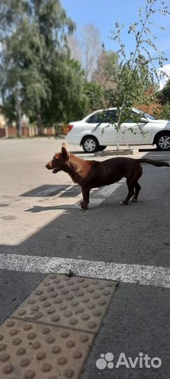 Маленькая собачка в добрые руки