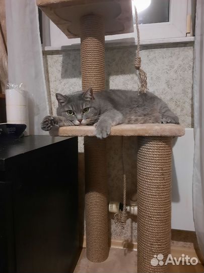 Кошка в дар