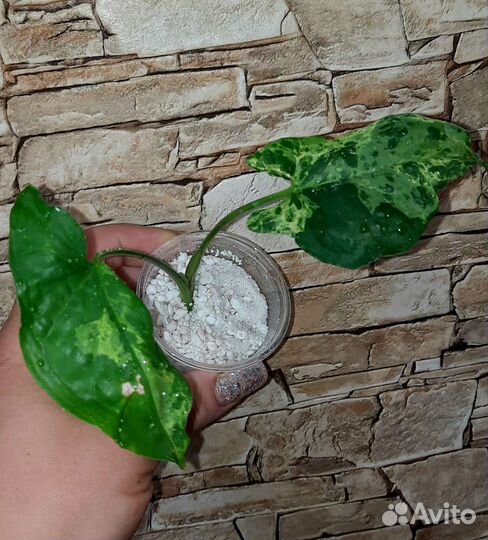 Сингониумы сортовые-2