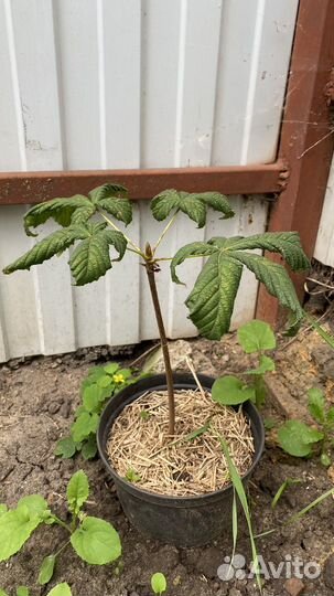 Саженцы каштана