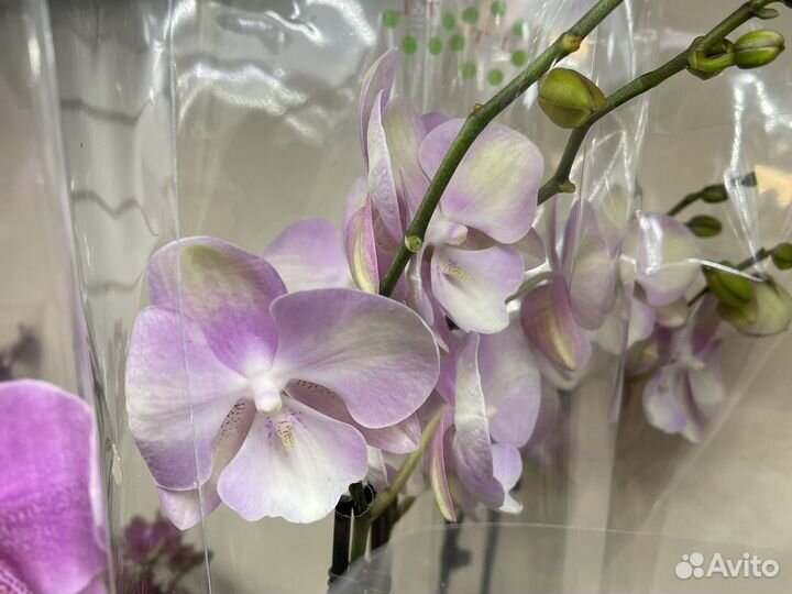 Сортовые орхидеи