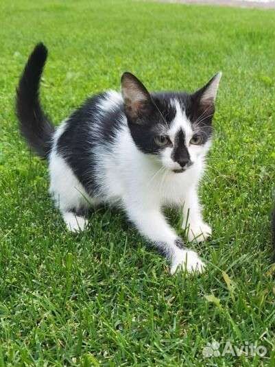 Котята в добрые руки бесплатно