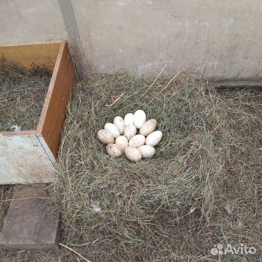 Инкубационные яйца гусей