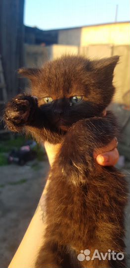 Отдам котят