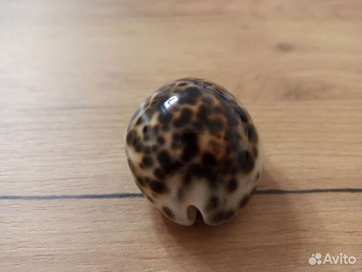 Морская раковина